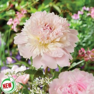 Alertie Peony Thumbnail